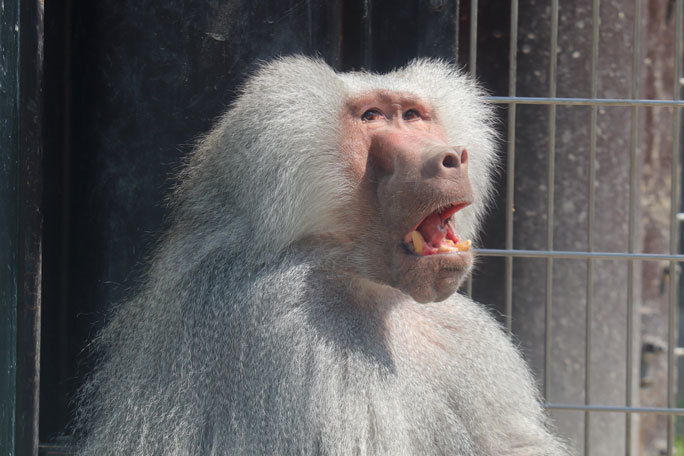 東武動物公園 モンキーワールド マントヒヒ マンドリル フサオマキザル ありがとう ウメ さん April 21 続々 動物園ありマス