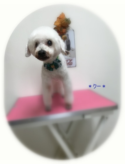 クーくん_a0315823_17074660.jpg