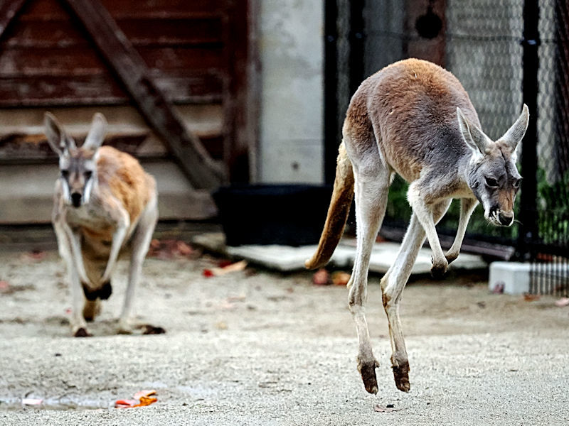 アカカンガルーと秋の味覚 : 動物園放浪記