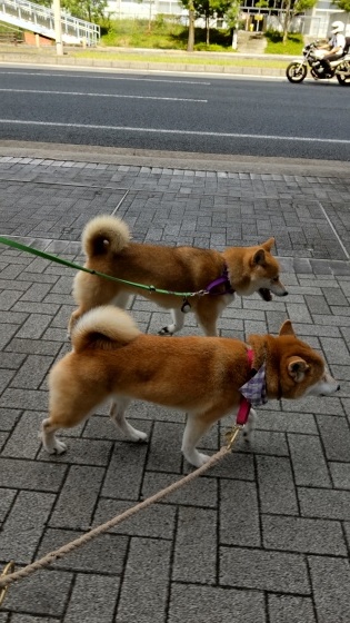 弟と_e0394031_16534482.jpg