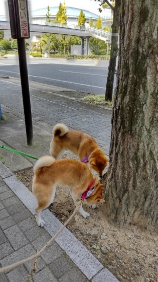 弟と_e0394031_16540521.jpg