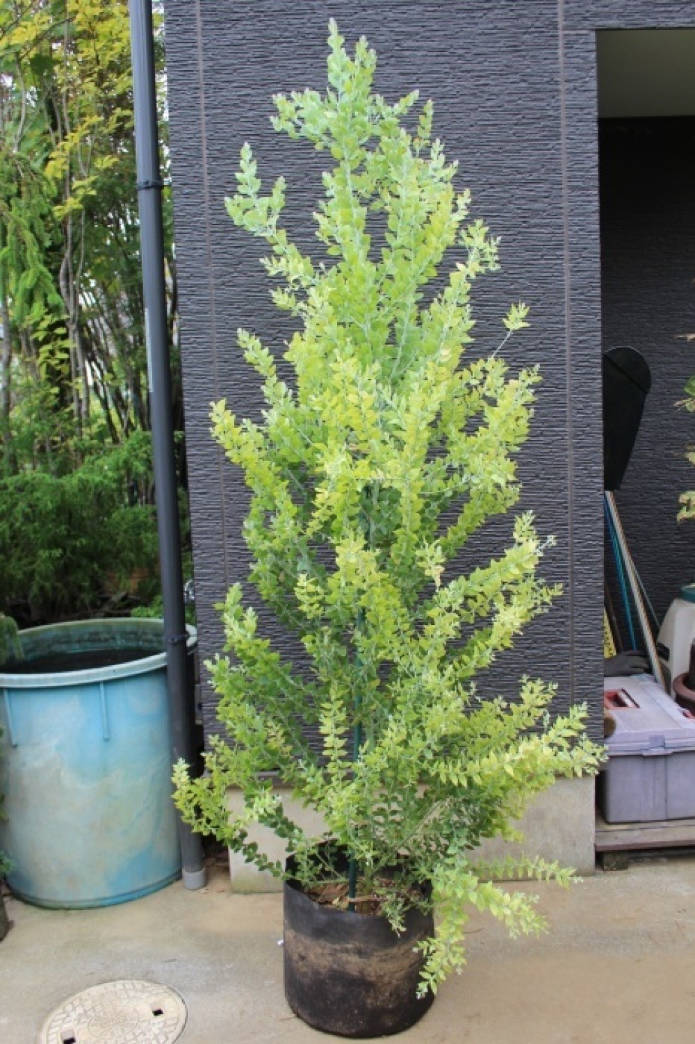 パールアカシア　/ 702 アカシア：パールアカシア7号ポット樹高1.2m の通販 | 園芸ネット