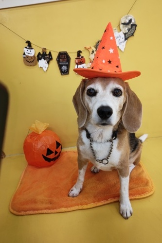 🎃HappyHalloween🎃_f0357682_14594807.jpg