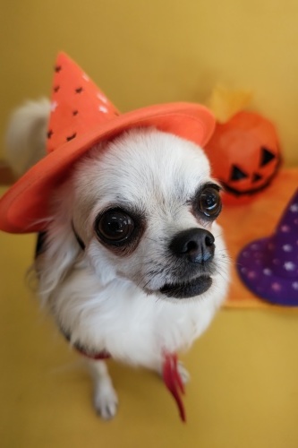 🎃HappyHalloween🎃_f0357682_15011754.jpg