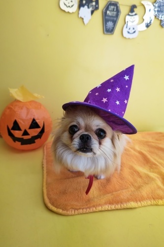 🎃HappyHalloween🎃_f0357682_15020123.jpg