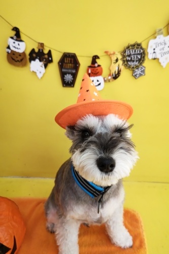 🎃HappyHalloween🎃_f0357682_15024605.jpg