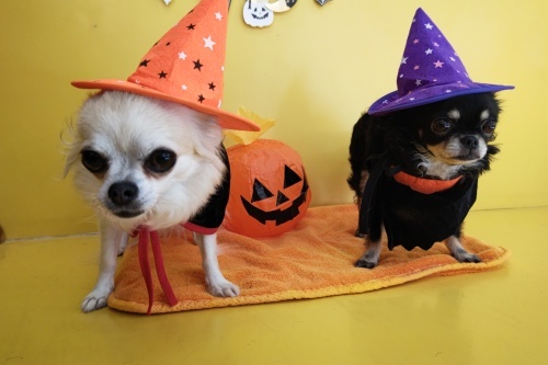 🎃HappyHalloween🎃_f0357682_15033687.jpg