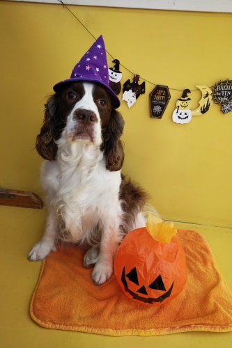 🎃HappyHalloween🎃_f0357682_15035496.jpg