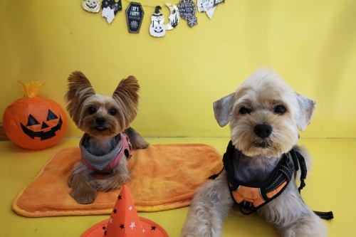 🎃HappyHalloween🎃_f0357682_15055731.jpg