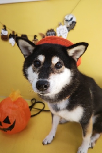 🎃HappyHalloween🎃_f0357682_15075699.jpg