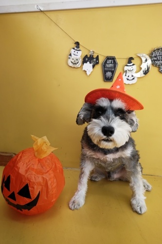 🎃HappyHalloween🎃_f0357682_15081364.jpg