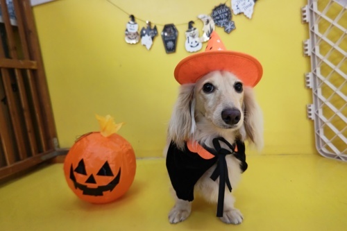 🎃HappyHalloween🎃_f0357682_15085189.jpg