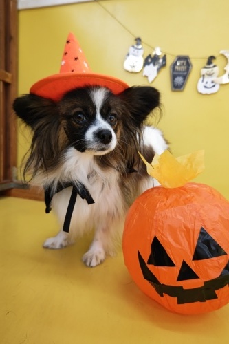 🎃HappyHalloween🎃_f0357682_15091087.jpg