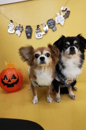 🎃HappyHalloween🎃_f0357682_15092579.jpg