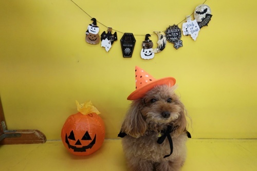 🎃HappyHalloween🎃_f0357682_15095316.jpg
