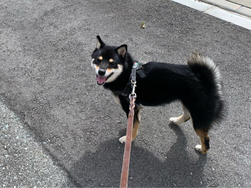 お散歩シーズン_f0357682_18570806.jpg
