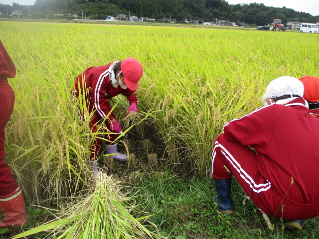 稲刈り体験について（北郷小学校）_d0247484_15443299.jpg