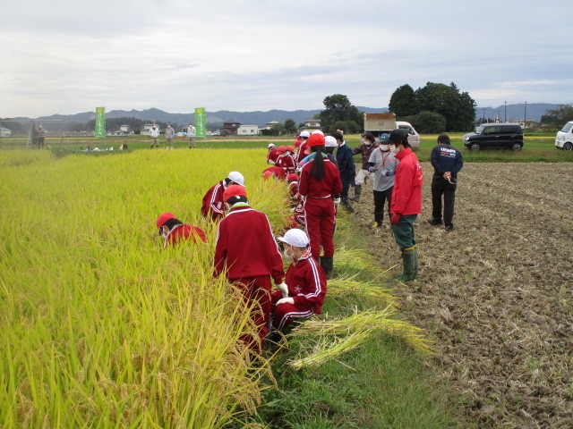 稲刈り体験について（北郷小学校）_d0247484_15444793.jpg