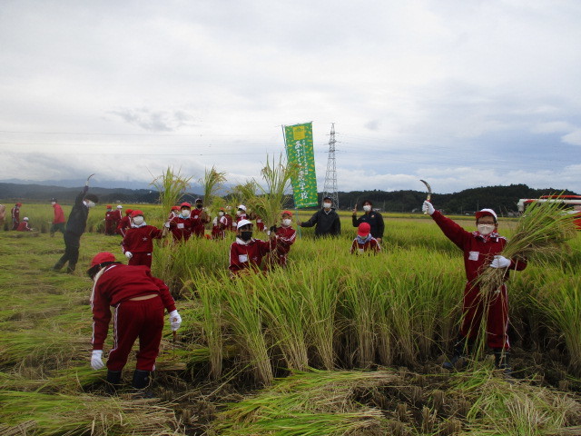稲刈り体験について(北郷小学校)_d0247484_16000323.jpg