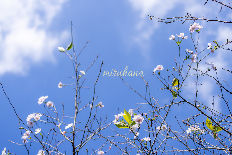いいことありそな青空と桜と金水引。_c0037519_01061338.jpg