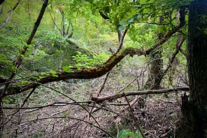 硬い木質のキノコ：サルノコシカケの仲間いろいろ（ツガサルノコシカケ、カワラタケ、ヒイロタケ、ヒトクチタケ、カイガラタケ）_e0134713_19570340.jpeg