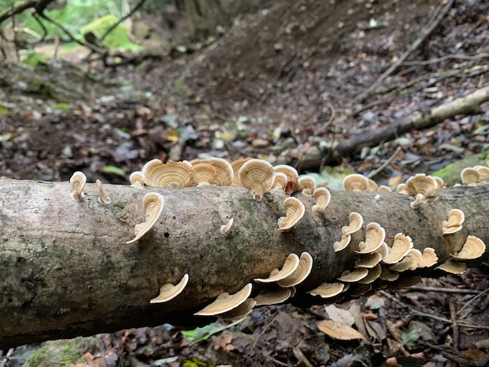 硬い木質のキノコ：サルノコシカケの仲間いろいろ（ツガサルノコシカケ、カワラタケ、ヒイロタケ、ヒトクチタケ、カイガラタケ）_e0134713_19570778.jpeg