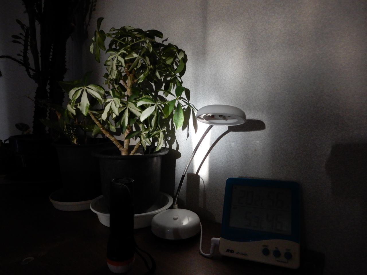 久しぶりの20℃越え_c0025115_20431688.jpg
