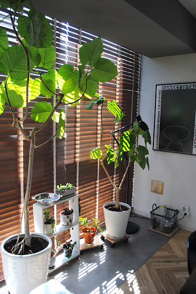観葉植物も冬支度| 植え替え、そして室内への移動 _b0351624_16530080.jpeg