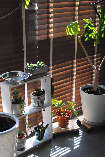 観葉植物も冬支度| 植え替え、そして室内への移動 _b0351624_16531899.jpeg