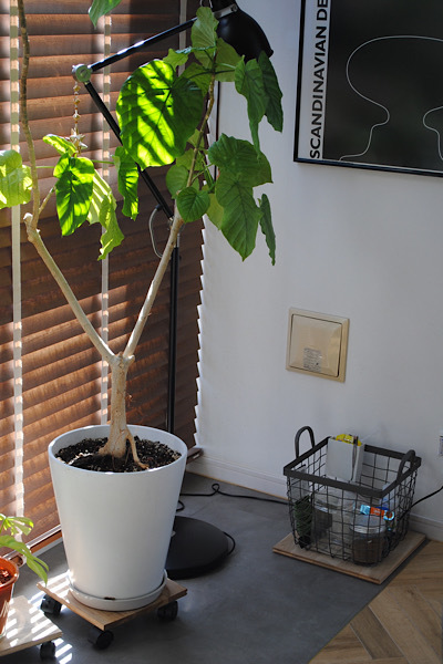 観葉植物も冬支度| 植え替え、そして室内への移動 _b0351624_16533703.jpeg