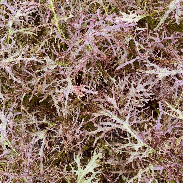 今の気温大好きな　ほうれん草　レタス　チコリ達の発芽です_c0222448_11495604.jpg
