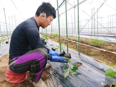 熊本県産『山鹿の朝取りキュウリ』の令和4年度からの新規販売に向けて栽培の様子を現地取材(その1)_a0254656_18012600.jpg