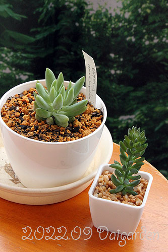 セダム＿モルガニューム＿特徴・管理 : ・・・香る庭が欲しい