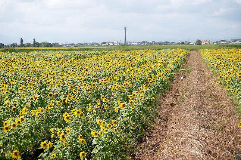 滋賀県遠征 ヒマワリ@彦根甘呂町_f0032011_12161935.jpg