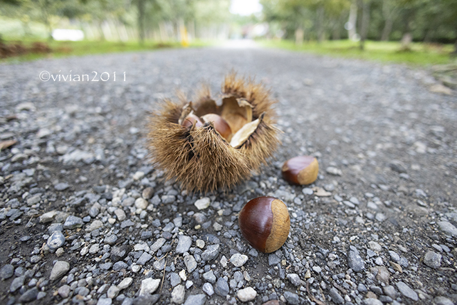 若竹の杜 若山農場 ~栗、始まっています~ 日々の贈り物(私の宇都宮生活)