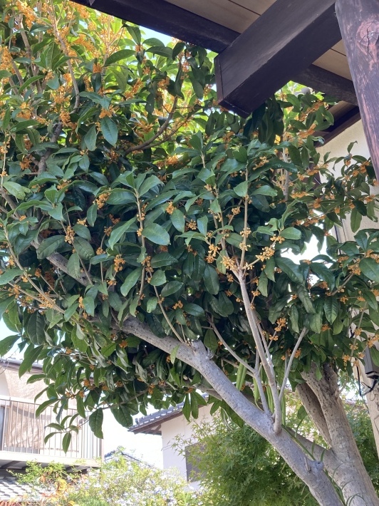 きんもくせい 咲きました_b0412708_07095329.jpeg