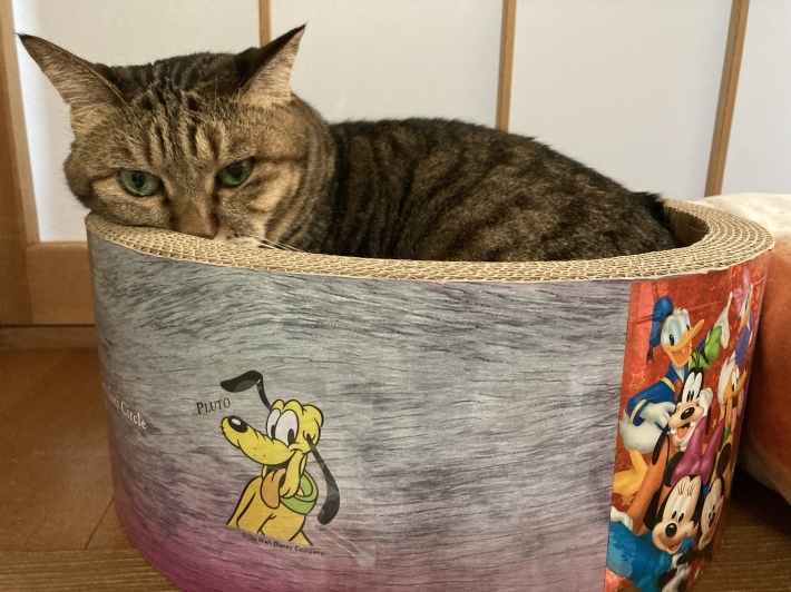 きんもくせい 咲きました_b0412708_07100329.jpeg