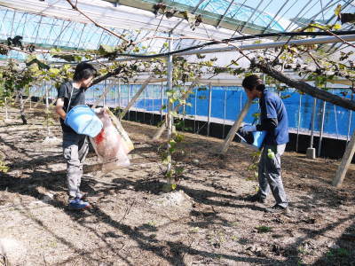 熊本ぶどう 社方園 収穫を終えたぶどう園にお礼肥え!今年は熊本県立農業大学から来た実習生と共に行っています!2022年(前編)_a0254656_18091918.jpg