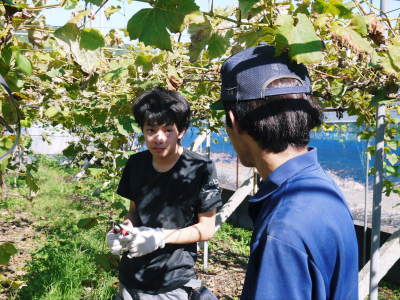 熊本ぶどう 社方園 収穫を終えたぶどう園にお礼肥え!今年は熊本県立農業大学から来た実習生と共に行っています!2022年(前編)_a0254656_18192604.jpg