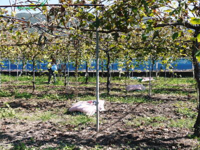 熊本ぶどう 社方園 収穫を終えたぶどう園にお礼肥え!今年は熊本県立農業大学から来た実習生と共に行っています!2022年(前編)_a0254656_18255856.jpg