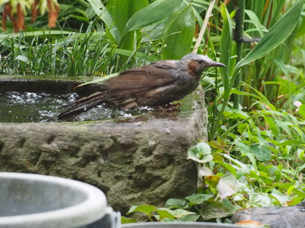 ヒヨの水浴び指導_f0208666_19223440.jpg