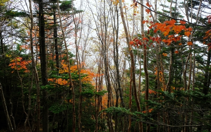 一人登山 北八ヶ岳 蓼科山_e0000910_12002469.jpg