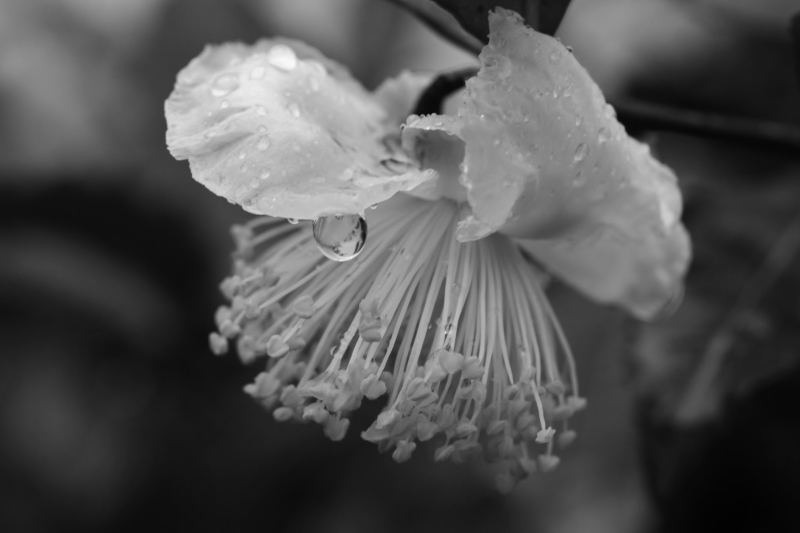ちょうど雨_b0220318_16331932.jpg