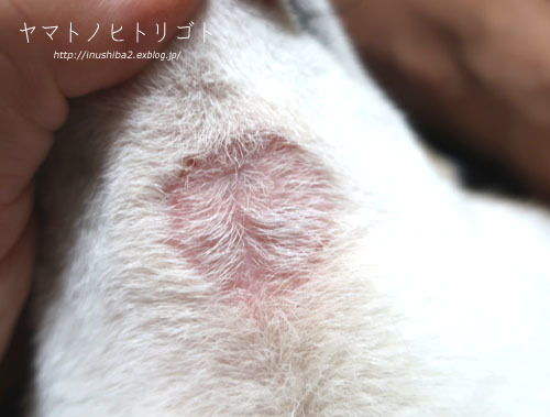 夏の終わりのアトピー_e0394031_06063600.jpg