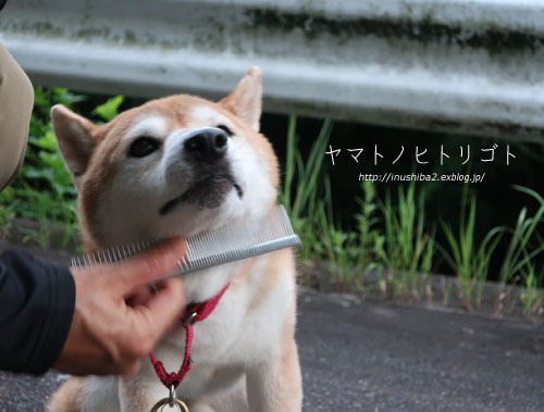 夏の終わりのアトピー_e0394031_06064275.jpg