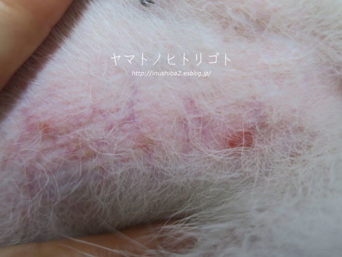 夏の終わりのアトピー_e0394031_06064403.jpg
