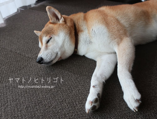 夏の終わりのアトピー_e0394031_06071355.jpg