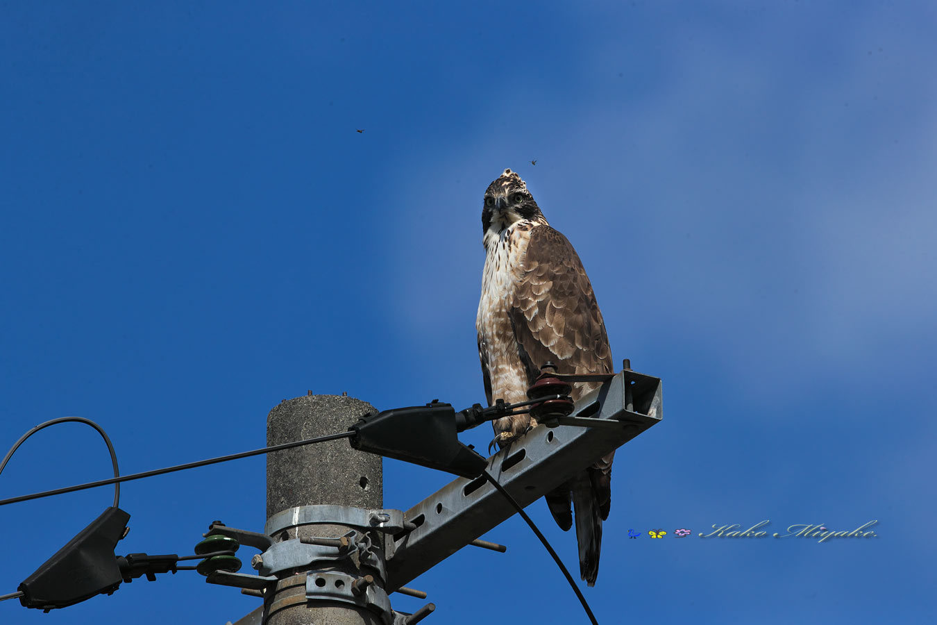 クマタカ（Mountain Hawk-eagle） : ぼちぼち、と・・・！（野鳥