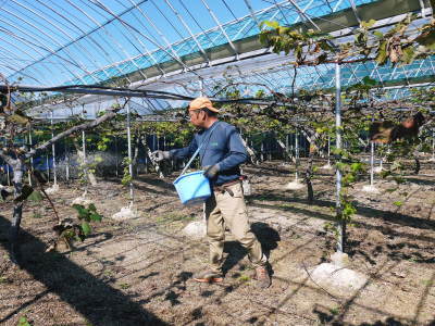 熊本ぶどう 社方園 収穫を終えたぶどう園にお礼肥え!今年は熊本県立農業大学から来た実習生と共に行っています!2022年(後編)_a0254656_17150314.jpg