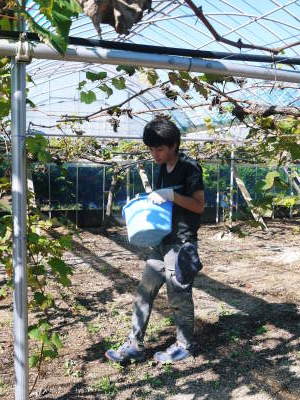 熊本ぶどう 社方園 収穫を終えたぶどう園にお礼肥え!今年は熊本県立農業大学から来た実習生と共に行っています!2022年(後編)_a0254656_18111997.jpg